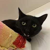 Thumbnail photo of Cat Condo #9 Eddie #3