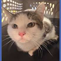 Thumbnail photo of Cat Condo #20 #1