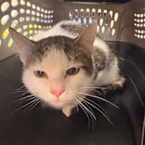 Thumbnail photo of Cat Condo #20 #2