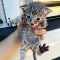 Thumbnail photo of Bran (Dory) #2