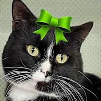 Thumbnail photo of Xerxes #1