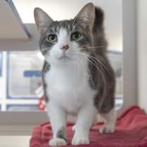 Thumbnail photo of Wolfwalker #1