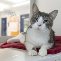 Thumbnail photo of Wolfwalker #2