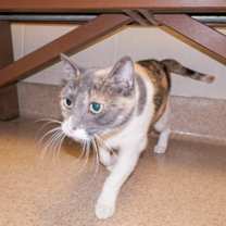 Thumbnail photo of FALLON VIP FIV+ #1