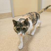 Thumbnail photo of FALLON VIP FIV+ #2