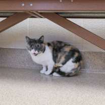 Thumbnail photo of FALLON VIP FIV+ #3