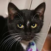 Thumbnail photo of Poppy #1