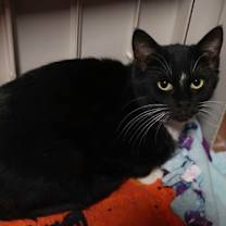 Thumbnail photo of Poppy #2