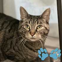 Thumbnail photo of Scooter #1