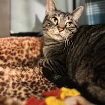 Thumbnail photo of Scooter #2