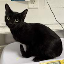 Thumbnail photo of Gwendolen #3