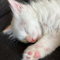 Thumbnail photo of Gosling #2