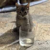 Thumbnail photo of Penny #2