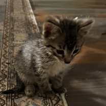 Thumbnail photo of Penny #3