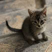 Thumbnail photo of Penny #4