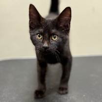 Thumbnail photo of Nelson #1