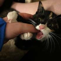 Thumbnail photo of Apple #2