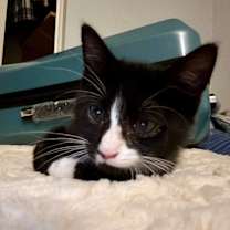 Thumbnail photo of Banana #1