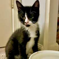 Thumbnail photo of Banana #2