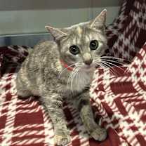 Thumbnail photo of Purdy* #1