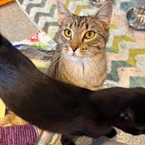 Thumbnail photo of Garamond #1