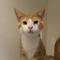 Thumbnail photo of Gaston #1