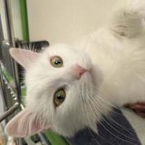 Thumbnail photo of Glinda #1