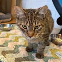 Thumbnail photo of Garamond #2