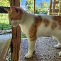 Thumbnail photo of Jellybean #3