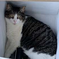 Thumbnail photo of Maui #1