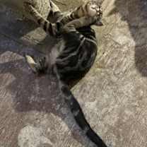 Thumbnail photo of Roy #2