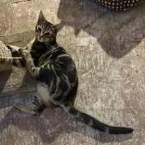 Thumbnail photo of Roy #3