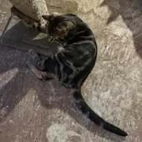 Thumbnail photo of Roy #4