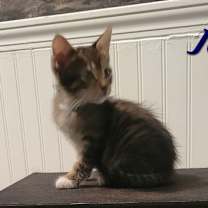 Thumbnail photo of Jolt - CP #2