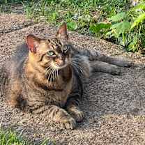 Thumbnail photo of Miss Kitty #2