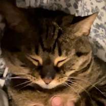 Thumbnail photo of Miss Kitty #3