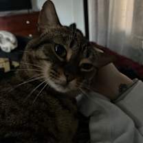 Thumbnail photo of Miss Kitty #4