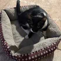 Thumbnail photo of Johnny #1