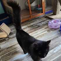 Thumbnail photo of It's OK Silky #2