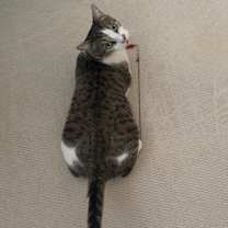 Thumbnail photo of PLAID aka BIJOU #1