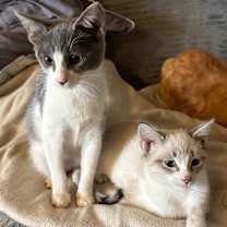 Thumbnail photo of Kirby #2