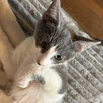 Thumbnail photo of Kirby #4