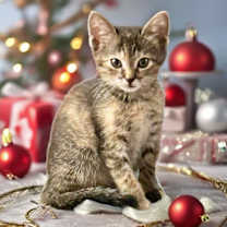 Thumbnail photo of Tawnie #1