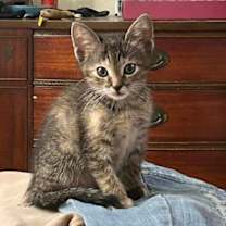 Thumbnail photo of Tawnie #3