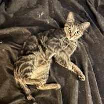 Thumbnail photo of Stevie #1