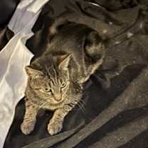 Thumbnail photo of Stevie #2