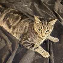 Thumbnail photo of Stevie #3