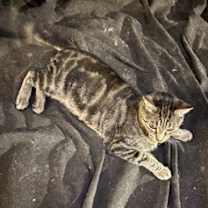 Thumbnail photo of Stevie #4