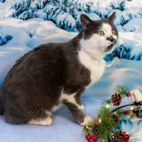 Thumbnail photo of Smudge #3