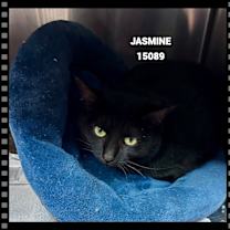 Thumbnail photo of JASMINE #1